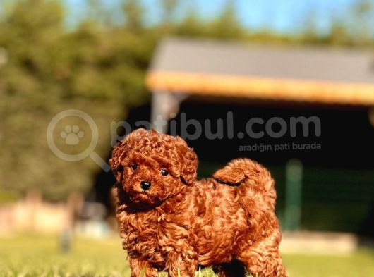 Türki̇yeni̇n En Özel Red Brown Toy Poodle Yavrulari İstanbul