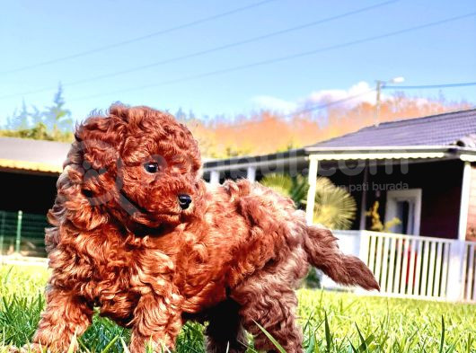 Türki̇yeni̇n En Özel Red Brown Toy Poodle Yavrulari İstanbul görsel