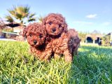 Türki̇yeni̇n En Özel Red Brown Toy Poodle Yavrulari İstanbul