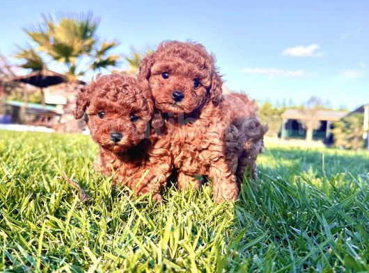 Türki̇yeni̇n En Özel Red Brown Toy Poodle Yavrulari İstanbul görsel