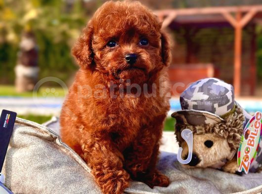Red Brown Toy Poodle Yavruları İstanbul görsel