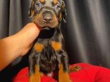 Anne baba yanından show kalite doberman