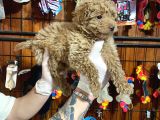 Ailenizin Yeni Üyesi Toy Poodler Bebeklerimiz