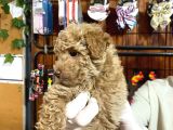 Ailenizin Yeni Üyesi Toy Poodler Bebeklerimiz