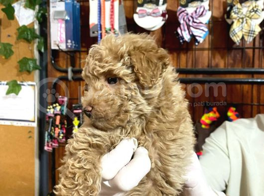 Ailenizin Yeni Üyesi Toy Poodler Bebeklerimiz görsel