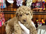 Ailenizin yeni üyesi toy Poodler bebeklerimiz