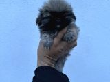 Pekines bebek