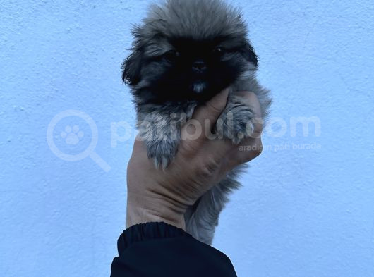 Pekines Bebek