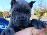 Sağlik Ve Irk Garanti̇li̇ Cane Corso