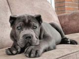 Sağlik Ve Irk Garanti̇li̇ Cane Corso