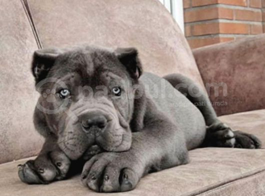 Sağlik Ve Irk Garanti̇li̇ Cane Corso görsel