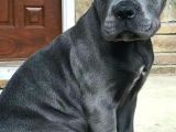 SAĞLIK VE IRK GARANTİLİ CANE CORSO