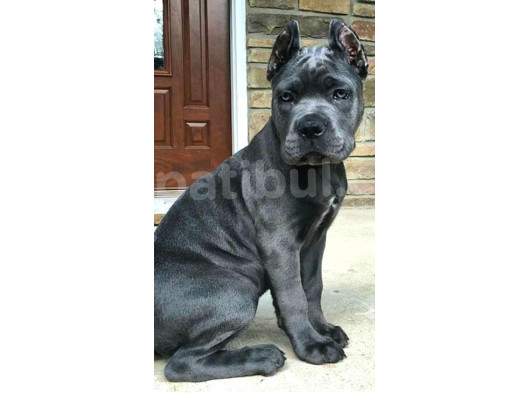 Sağlik Ve Irk Garanti̇li̇ Cane Corso