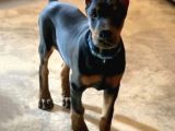 SAĞLIK VE IRK GARANTİLİ DOBERMAN