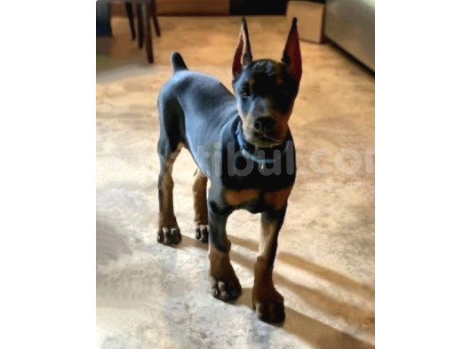 Sağlik Ve Irk Garanti̇li̇ Doberman
