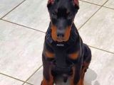 Sağlik Ve Irk Garanti̇li̇ Doberman