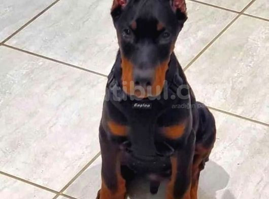 Sağlik Ve Irk Garanti̇li̇ Doberman görsel