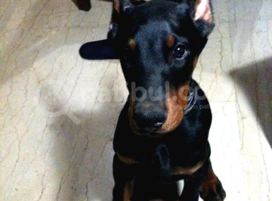 Sağlik Ve Irk Garanti̇li̇ Doberman görsel
