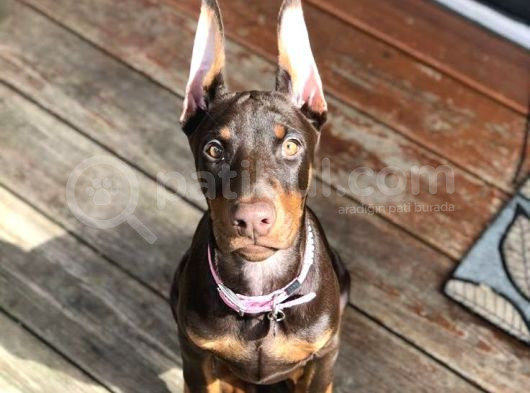 Sağlik Ve Irk Garanti̇li̇ Doberman görsel