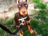 Sağlik Ve Irk Garanti̇li̇ Doberman