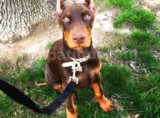 Sağlik Ve Irk Garanti̇li̇ Doberman görsel