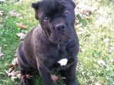 Sağlik Ve Irk Garanti̇li̇ Cane Corso