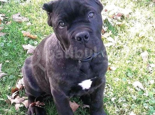Sağlik Ve Irk Garanti̇li̇ Cane Corso görsel