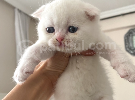 Scotish Fold Erkek Ve Kız Kardeşler görsel