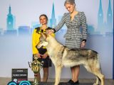 Fci Uluslararası Şecereli Wolf Dog  Yavruları