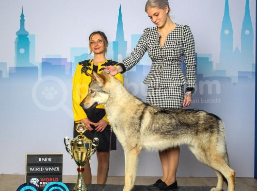 Fci Uluslararası Şecereli Wolf Dog  Yavruları görsel
