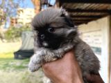 Pekines Bebek