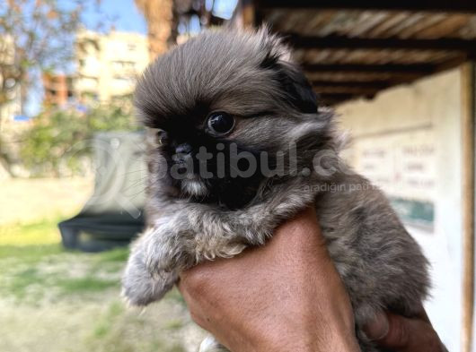 Pekines Bebek görsel