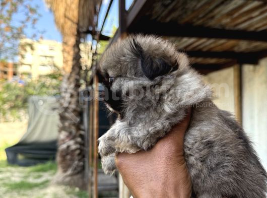 Pekines Bebek görsel