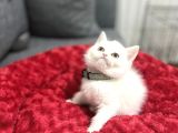 Kusursuz Lekesi̇z Whi̇te Bebekler