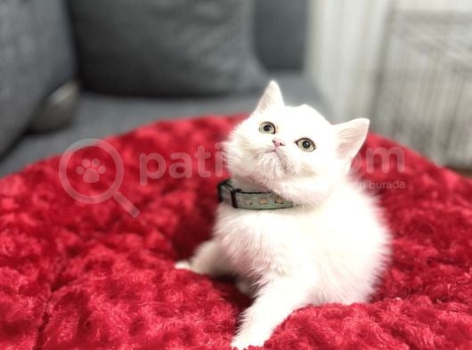 Kusursuz Lekesi̇z Whi̇te Bebekler görsel