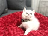 KUSURSUZ LEKESİZ WHİTE BEBEKLER