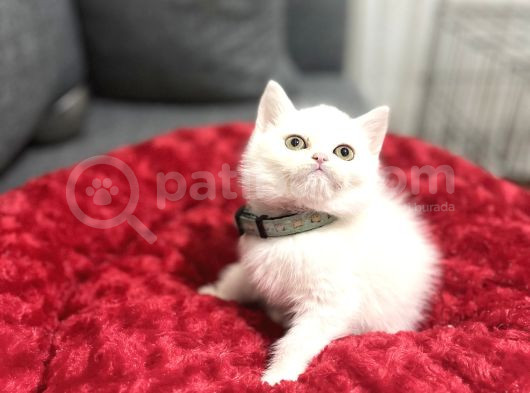 Kusursuz Lekesi̇z Whi̇te Bebekler