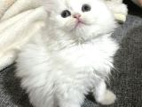 Kusursuz Lekesi̇z Whi̇te Bebekler