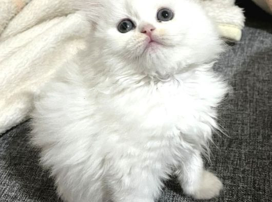 Kusursuz Lekesi̇z Whi̇te Bebekler görsel