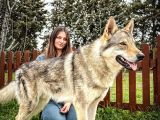 Fci Uluslararası Şecereli Wolf Dog  Yavruları