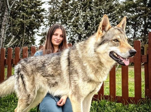 Fci Uluslararası Şecereli Wolf Dog  Yavruları görsel