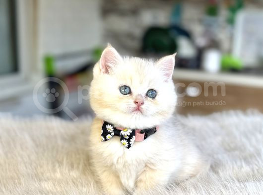 Anne Altından 15 Adet Her Cins