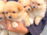 Mükemmel Kalite Pomeranian Yavrular