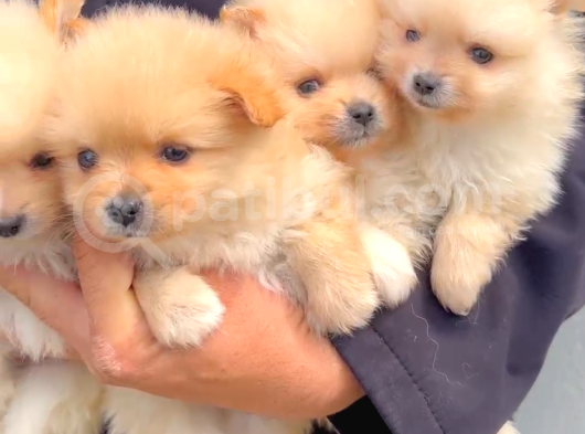 Mükemmel Kalite Pomeranian Yavrular