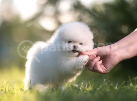 Pomeranian Boo Teddy Bear Mini Yavrularımız görsel