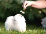 Pomeranian Boo Teddy Bear Mini Yavrularımız