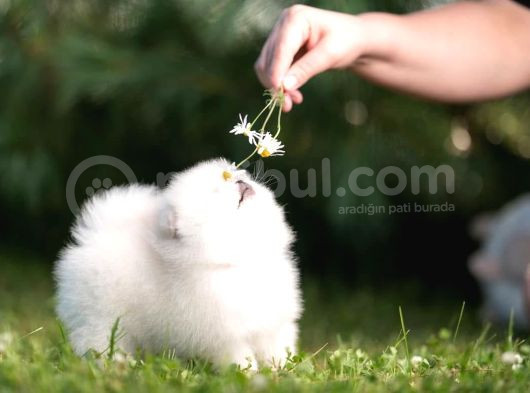 Pomeranian Boo Teddy Bear Mini Yavrularımız görsel