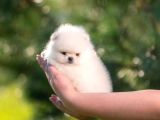 Pomeranian Boo Teddy Bear Mini Yavrularımız