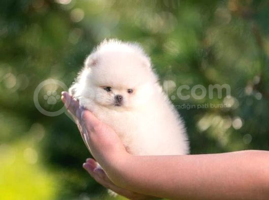 Pomeranian Boo Teddy Bear Mini Yavrularımız görsel