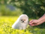 Pomeranian Boo Teddy Bear Mini Yavrularımız